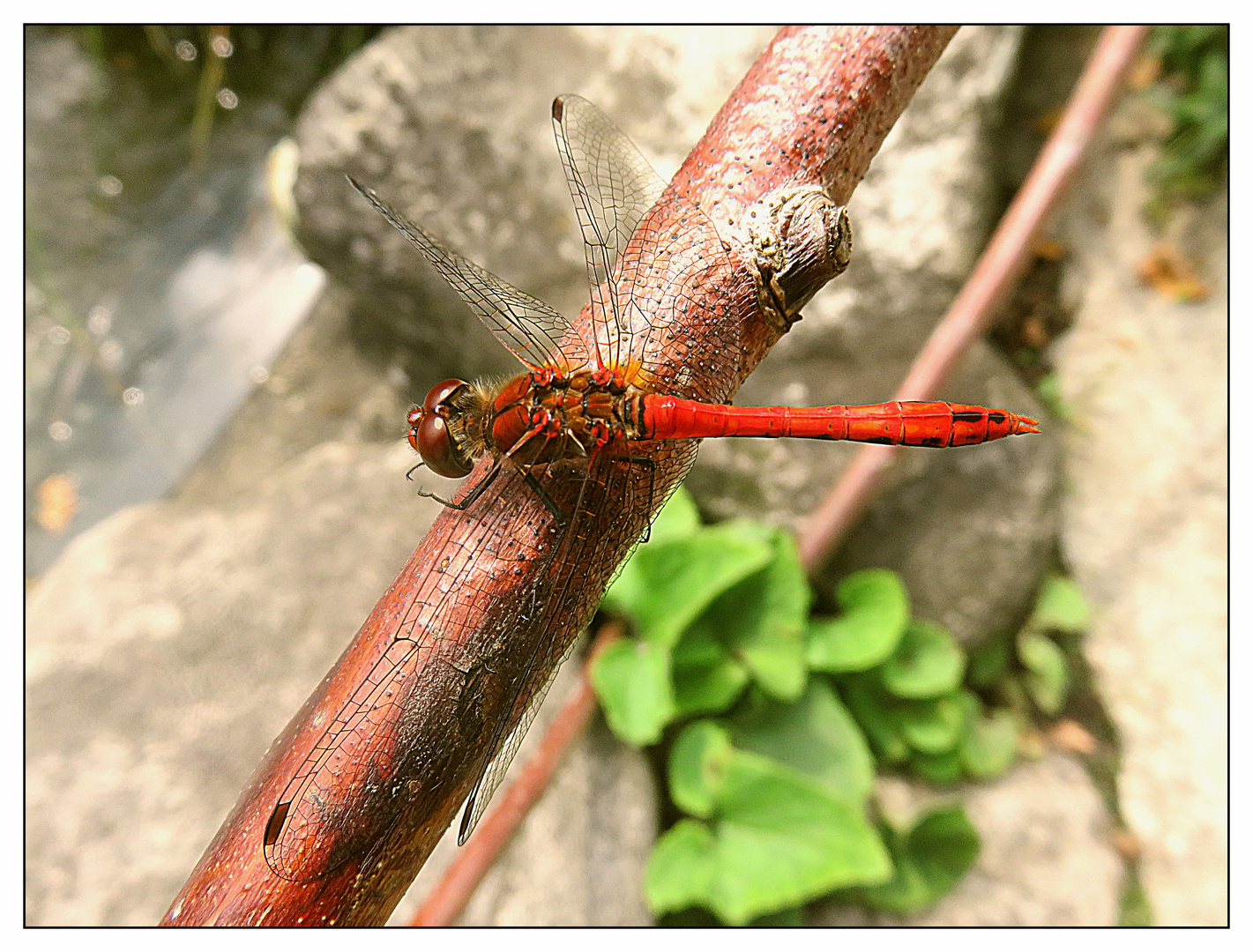 Roter Flugdrachen