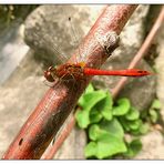 Roter Flugdrachen