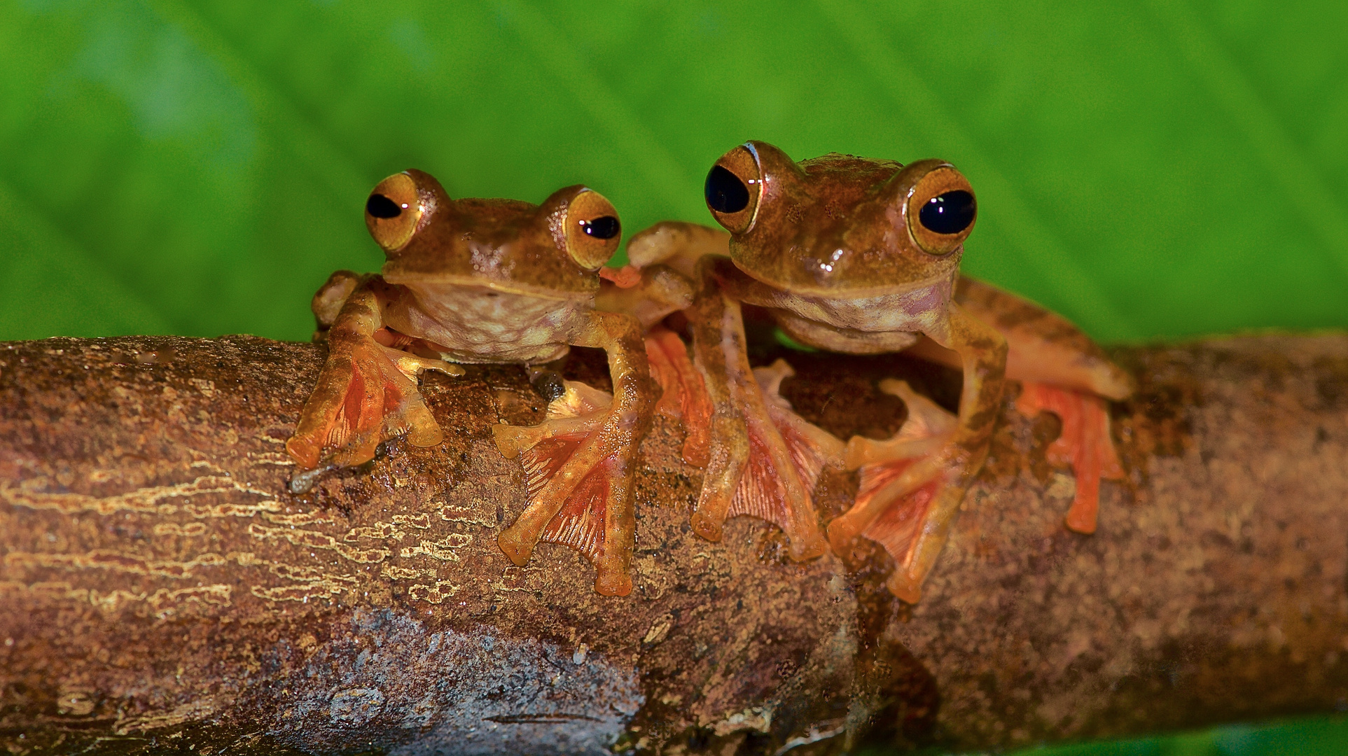 Roter Flugfrösche aus dem Tropischen Regenwald von Borneo