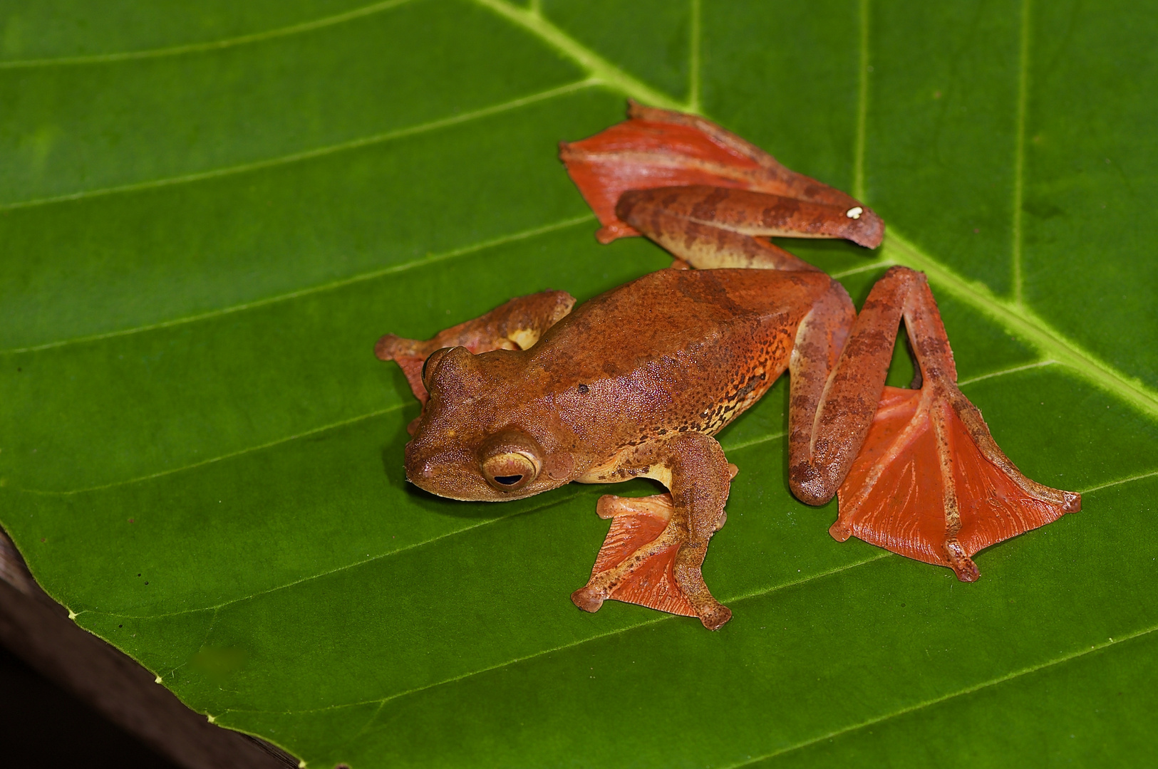 Roter Flugfrosch aus dem Tropischen Regenwald von Borneo