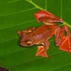 Roter Flugfrosch aus dem Tropischen Regenwald von Borneo