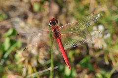 Roter Flugkünstler