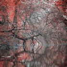 Roter fluss