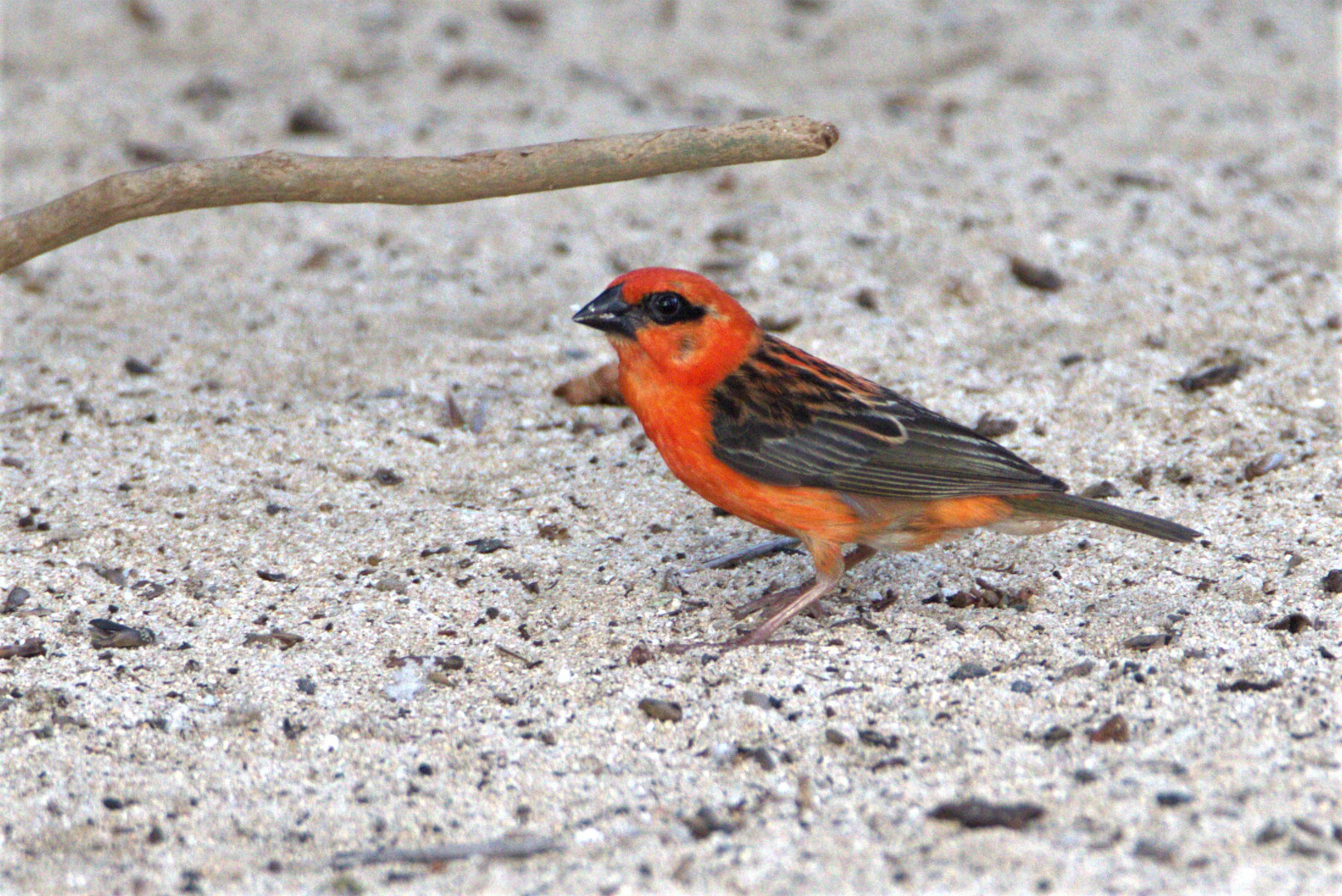 Roter Fody  (Foudia rura) auf Mauritius