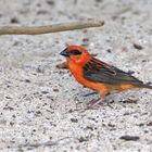 Roter Fody  (Foudia rura) auf Mauritius