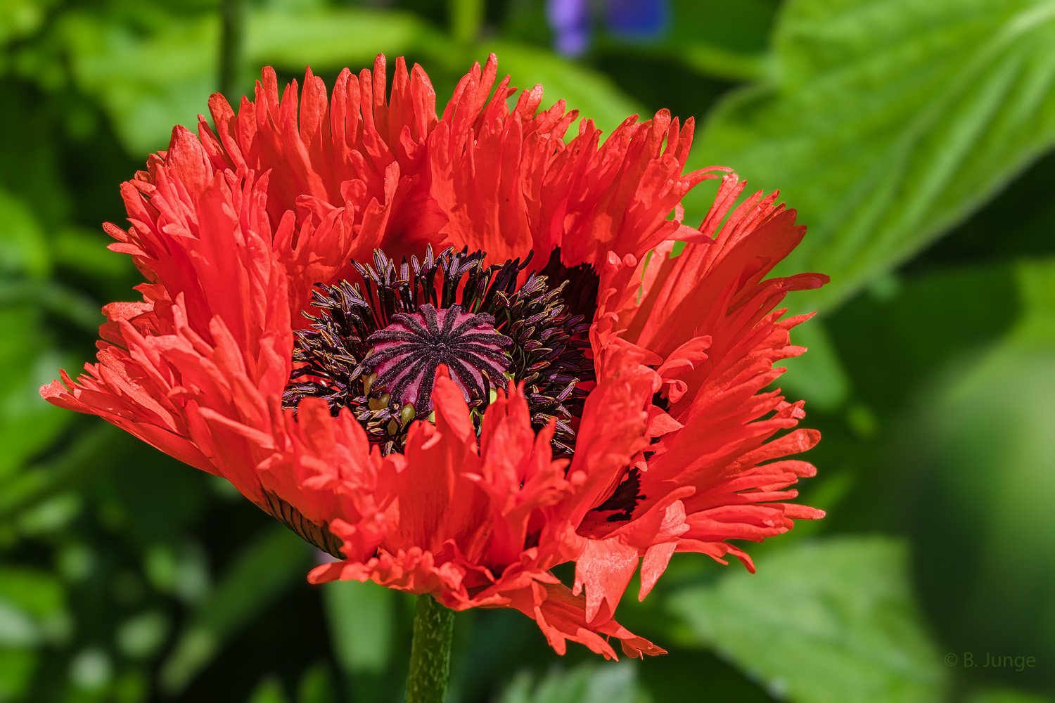 Roter Fransenmohn