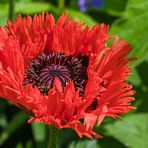 Roter Fransenmohn