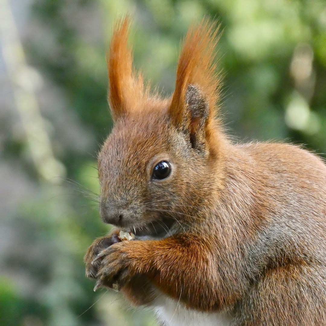 Roter Freund