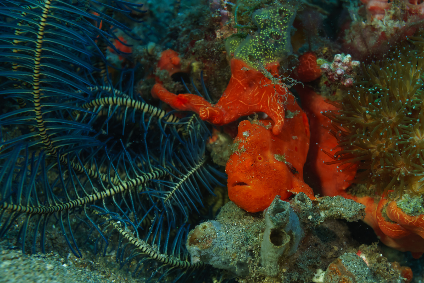 roter "Frogfish"