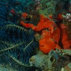 roter "Frogfish"