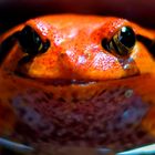 Roter Frosch...