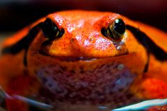 Roter Frosch...