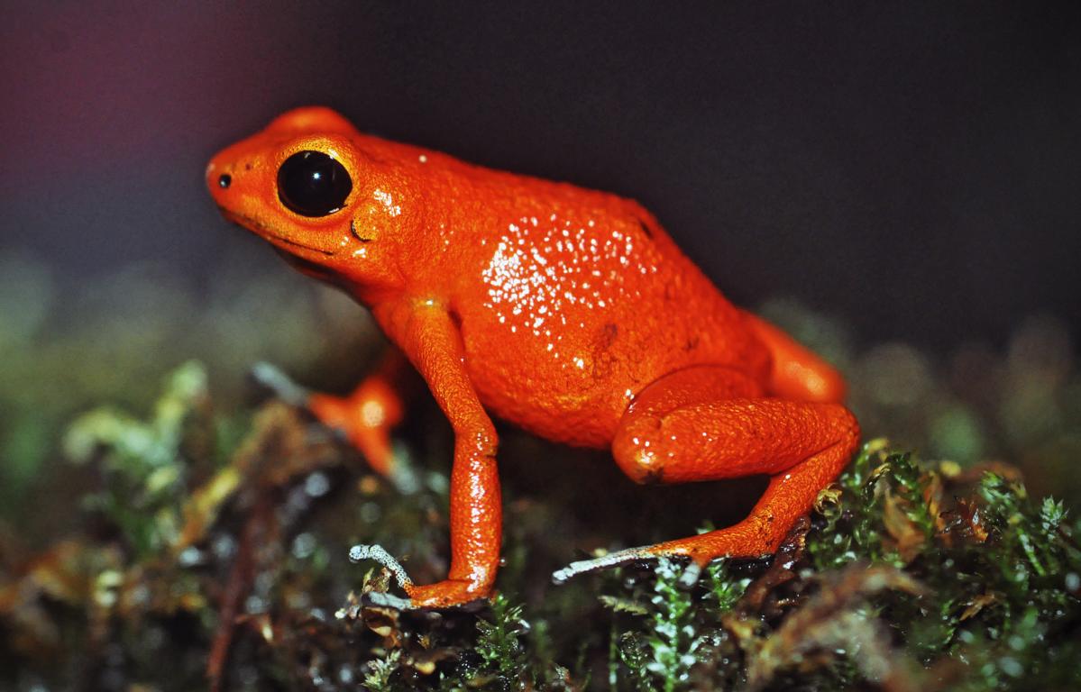 roter Frosch Foto & Bild | tiere, wildlife, amphibien & reptilien