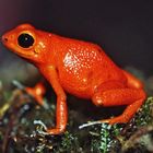 roter Frosch