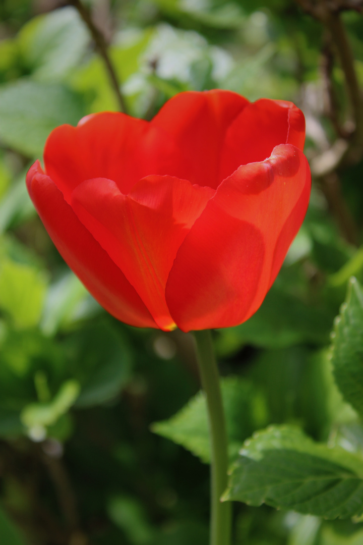 Roter Frühling