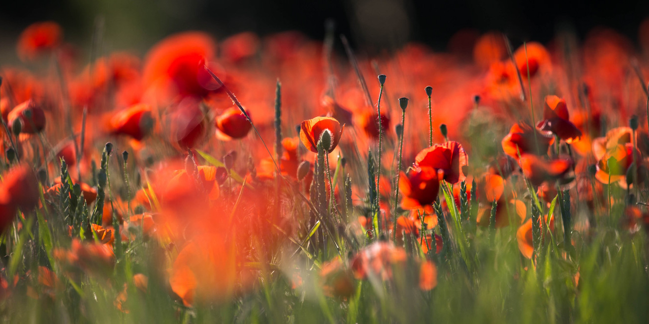 Roter Frühling