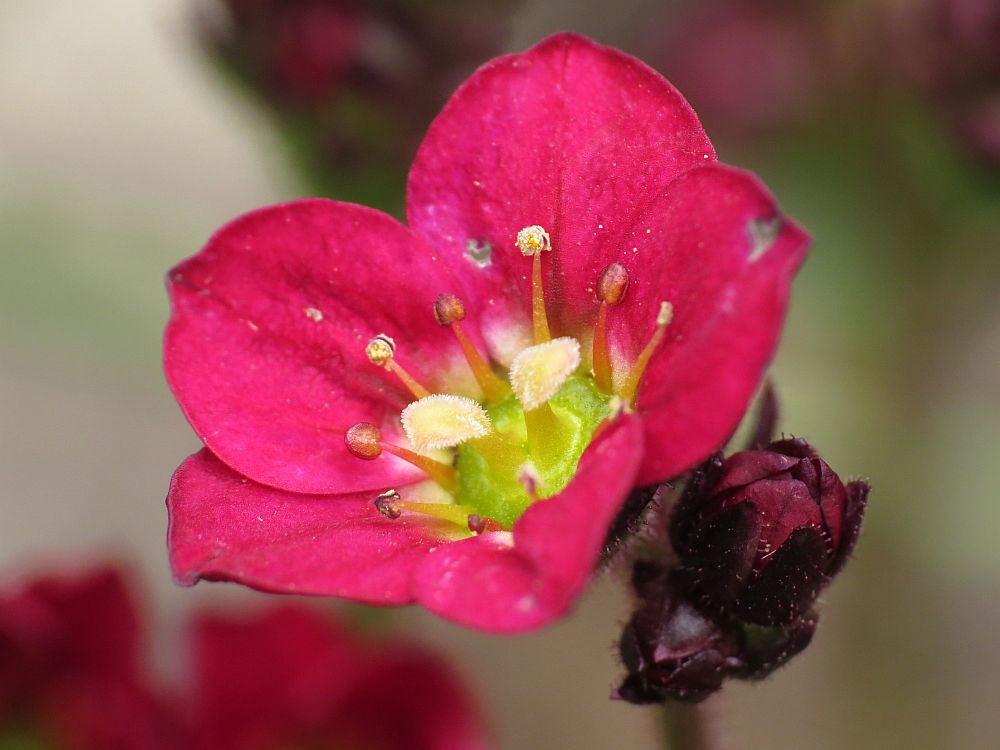 Roter Frühling