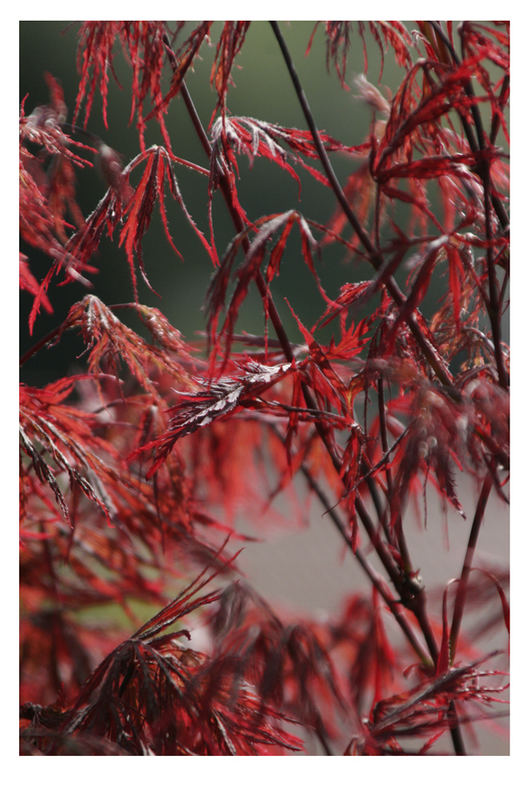 Roter Frühling