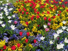 roter Frühling