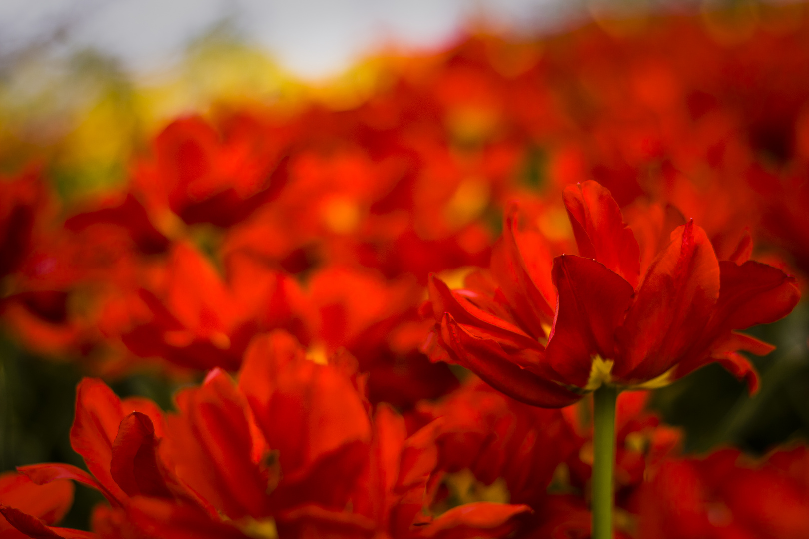 Roter Frühling