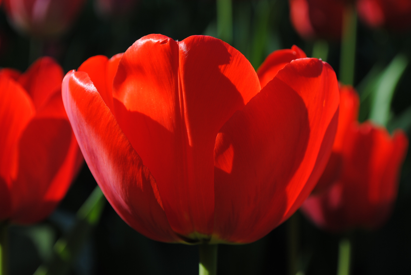 Roter Frühling