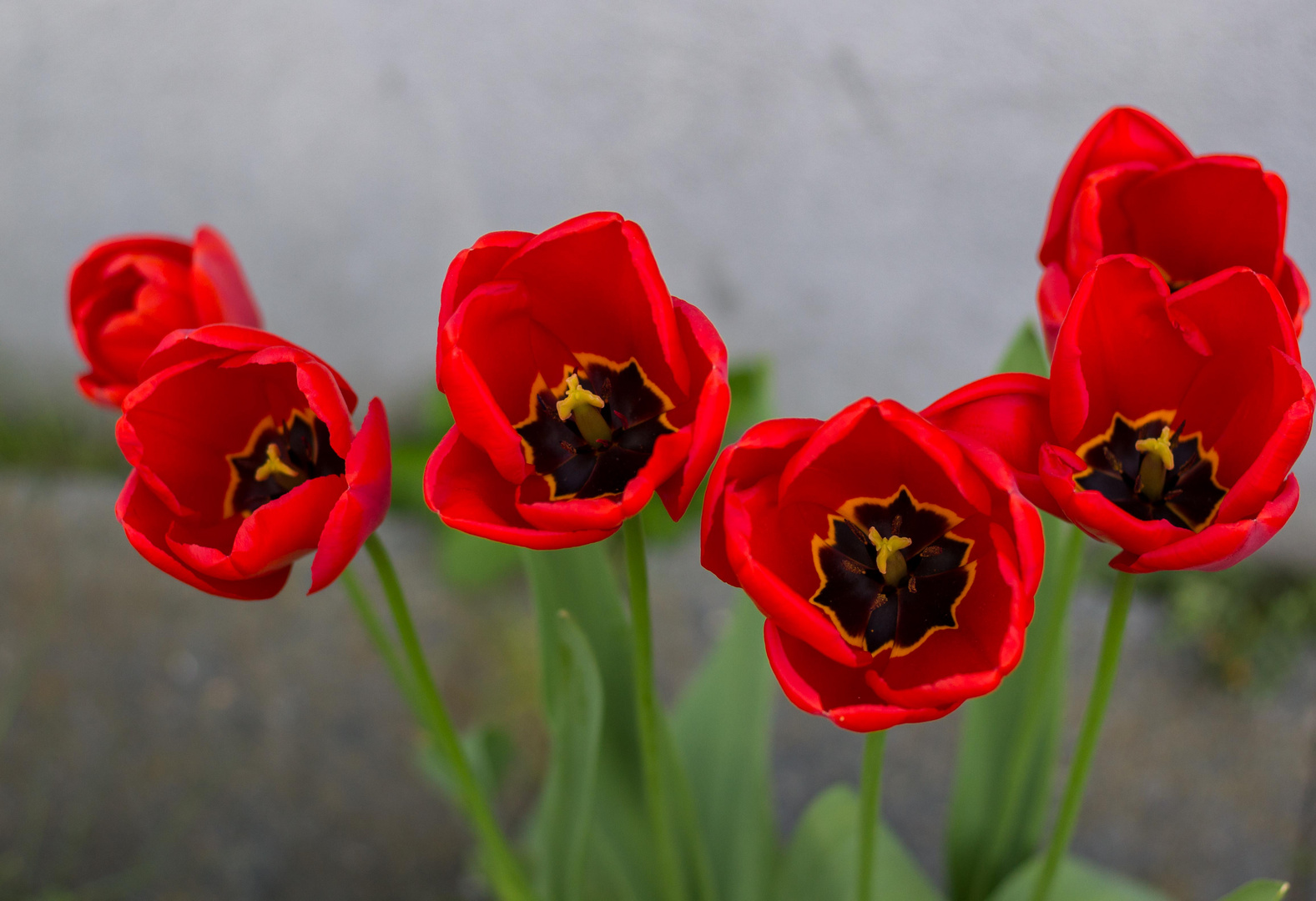 Roter Frühling