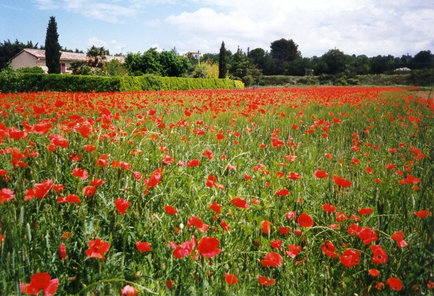 Roter Frühling in der Provence