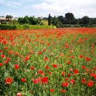 Roter Frühling in der Provence