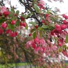 Roter Frühlingsregen 1