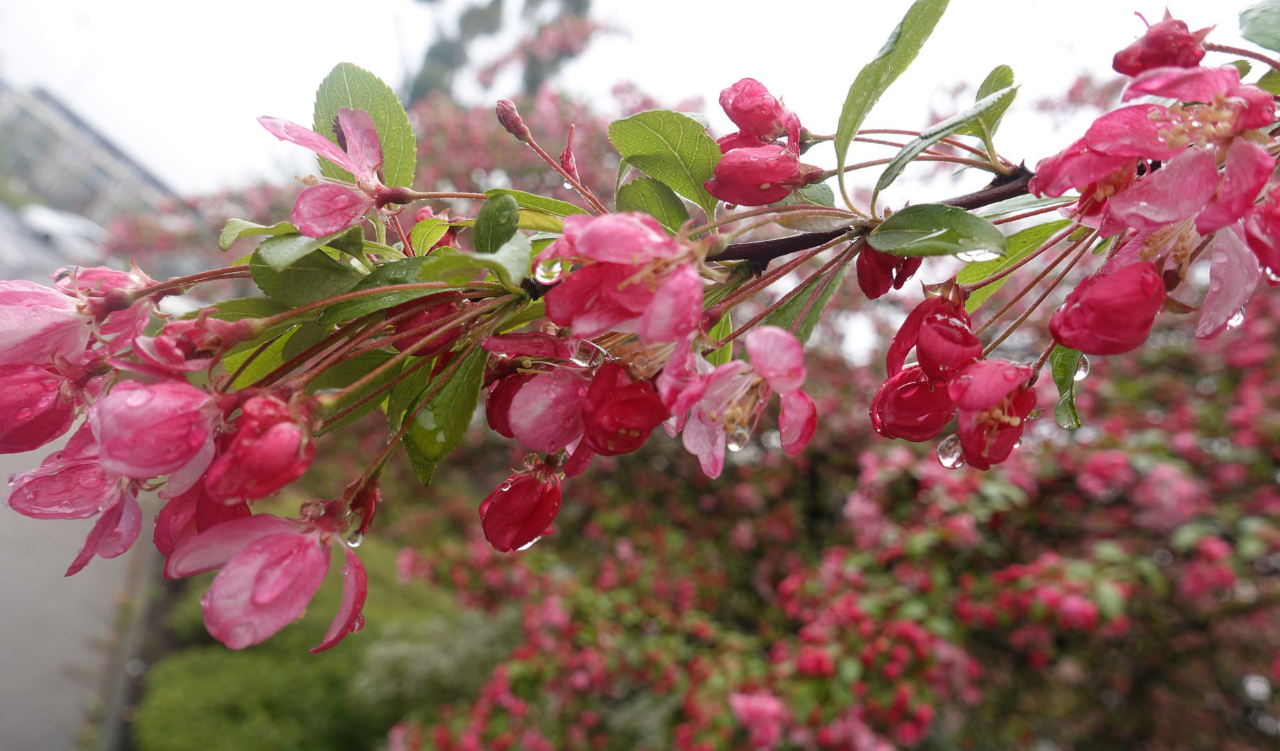 Roter Frühlingsregen 2