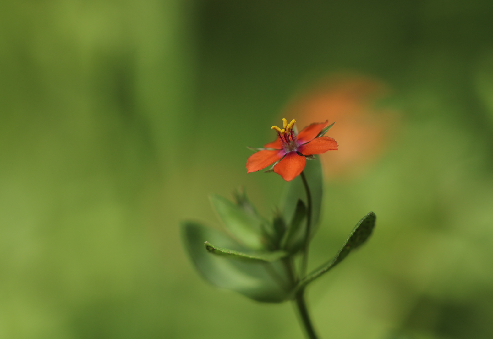 Roter Gauchheil