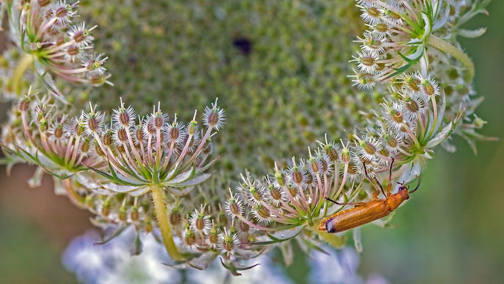 ROTER (gelber) WEICHKÄFER  (2)