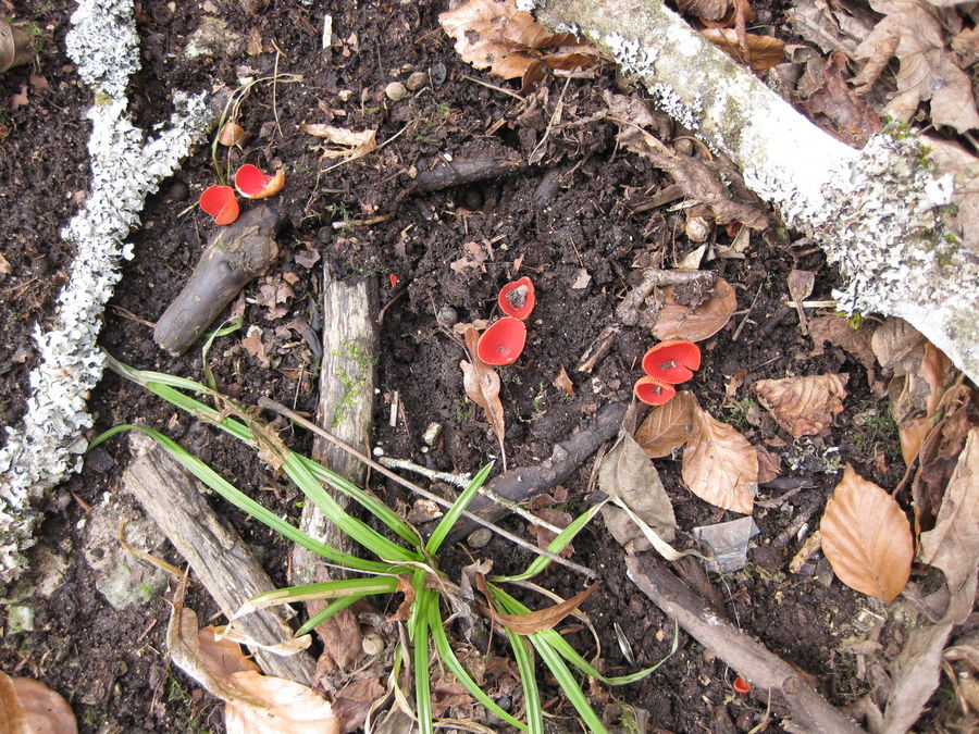 Roter " gemeiner " Becherling