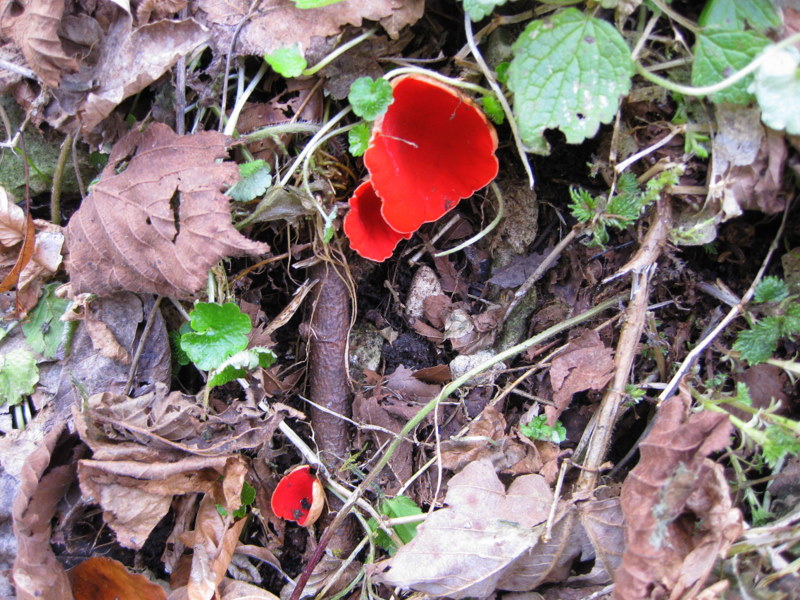 Roter gemeiner Kelchbecherling