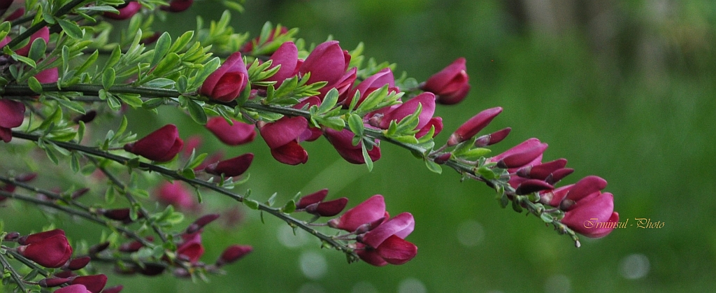 Roter Ginster