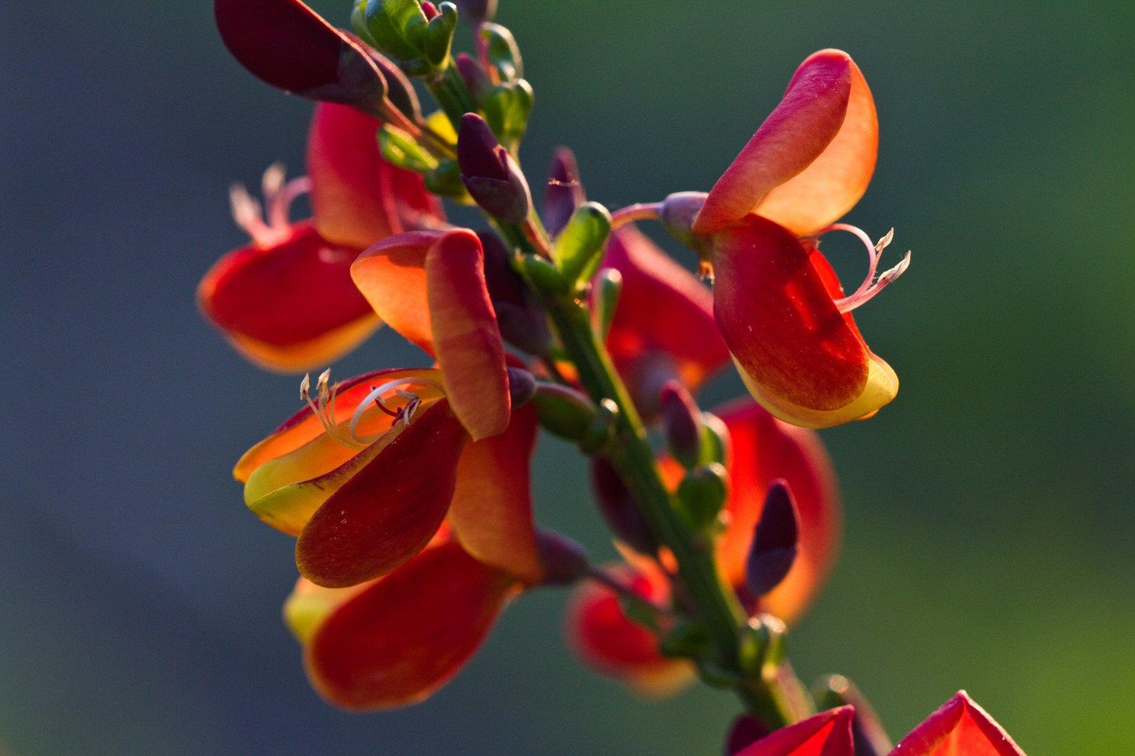 Roter Ginster