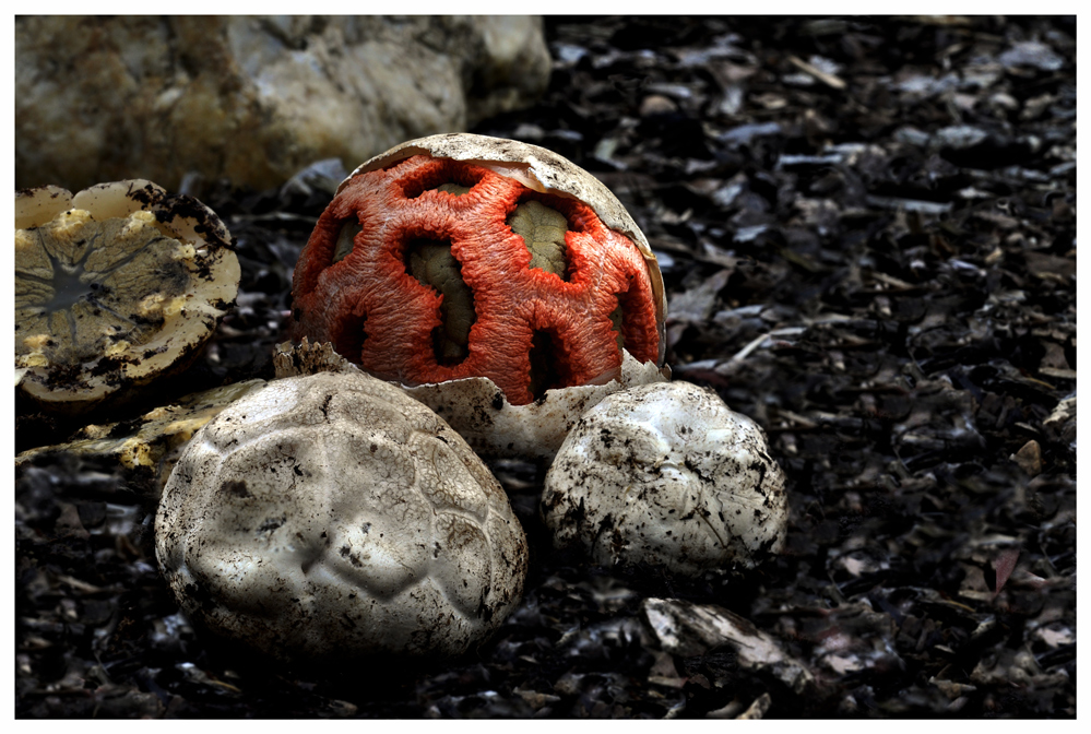Roter Gitterling Foto & Bild pflanzen, pilze & flechten, pilze