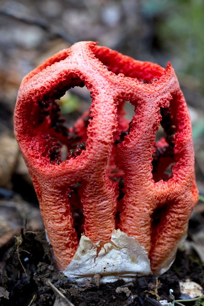 Roter Gitterling (Clathus ruber)