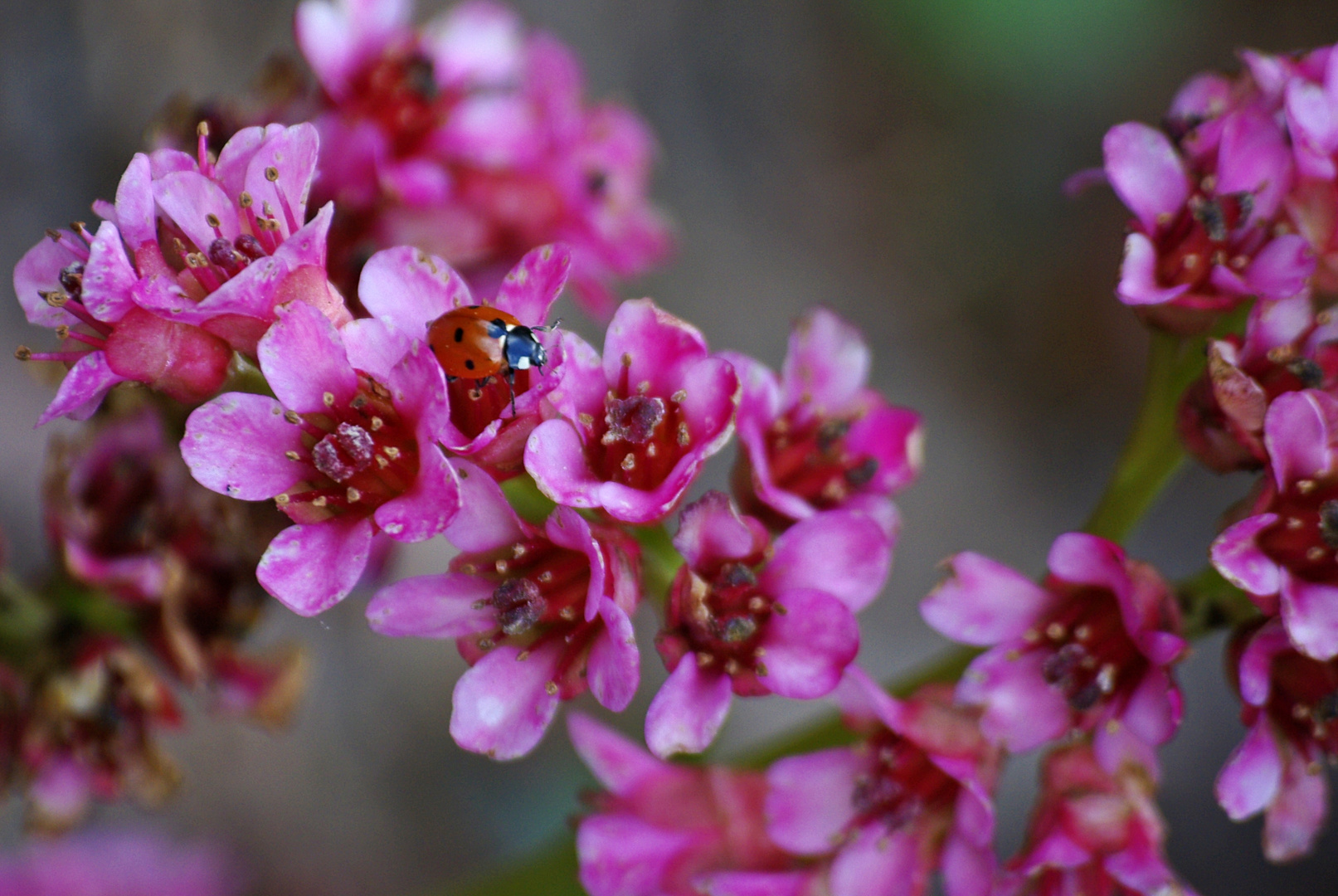 Roter Glücksbringer in Pink