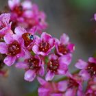 Roter Glücksbringer in Pink