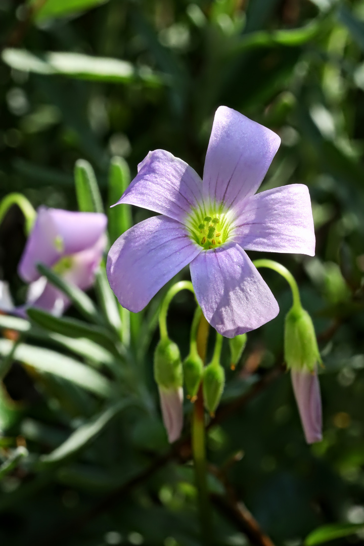 roter Glücksklee  -  Oxalis triangularis  -  false shamrock