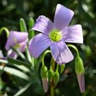 roter Glücksklee  -  Oxalis triangularis  -  false shamrock