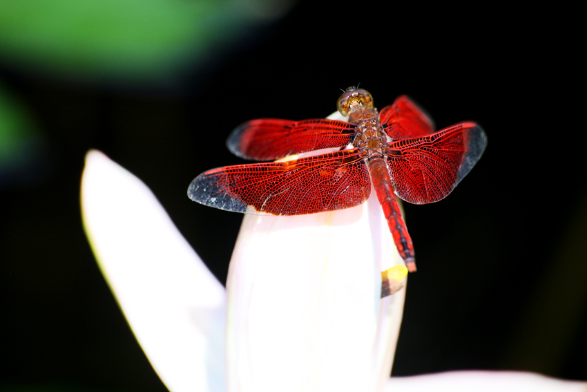 Roter Grasfalke