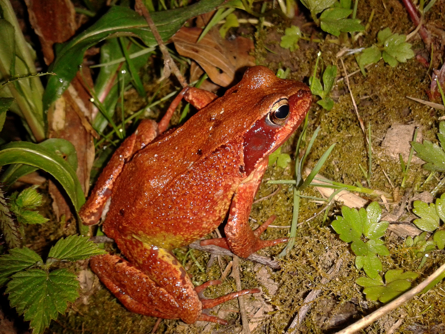 Roter Grasfrosch