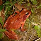 Roter Grasfrosch