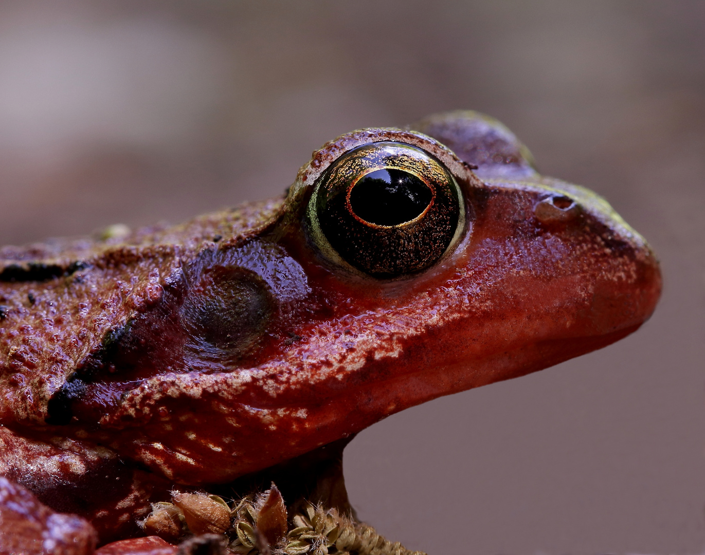 Roter Grasfrosch im Sonnenlicht