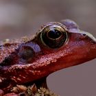 Roter Grasfrosch im Sonnenlicht