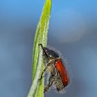 Roter haariger Bergler: Gartenlaubkäfer (Phylloperta horticola) - Le Hanneton des jardins.