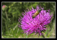 Roter Halsbock auf einer Distel