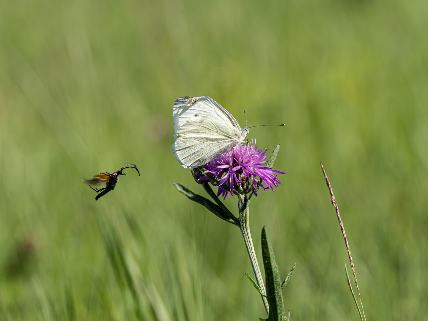 roter Halsbock im Flug und Kohlweißling